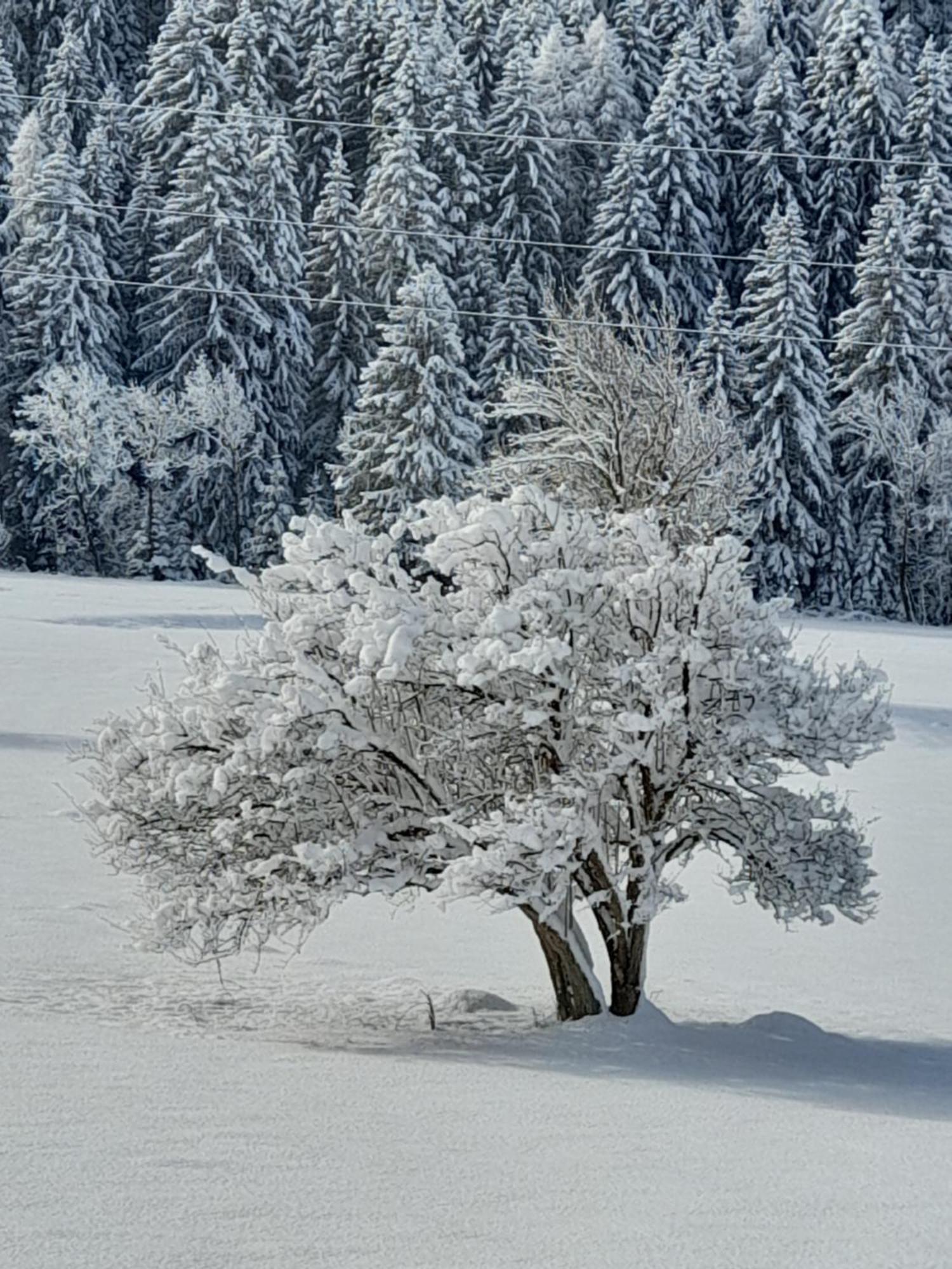 Soggiorno Vacanze Stella Alpina Temù Exteriör bild
